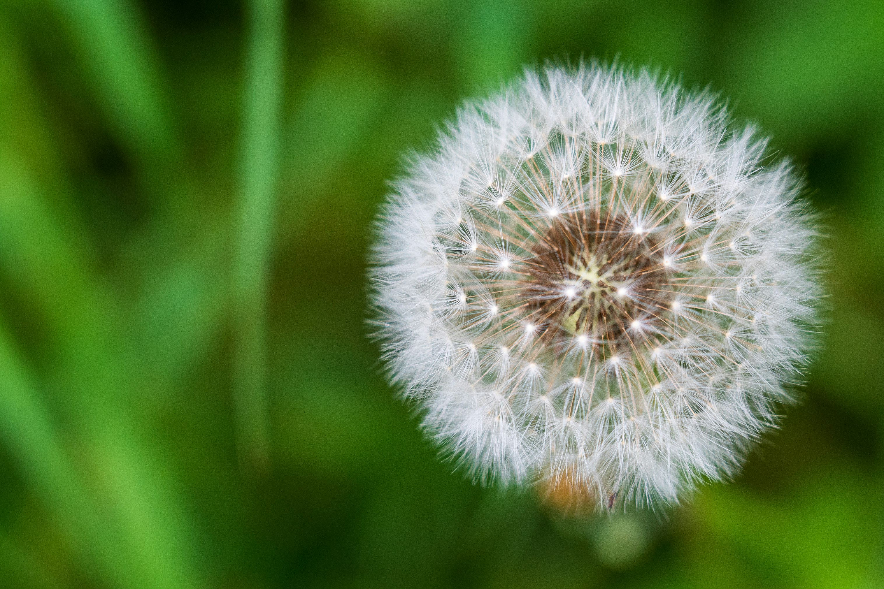 white dandelion in close up photography